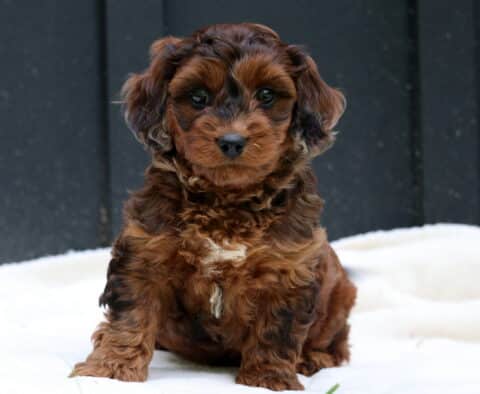 Willow Cavapoo