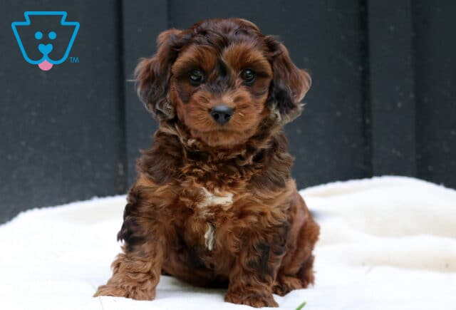 Willow Cavapoo image