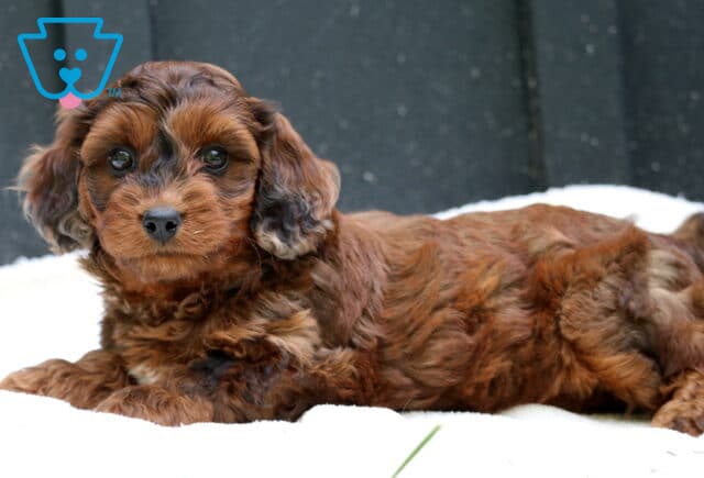 Willow Cavapoo2 image