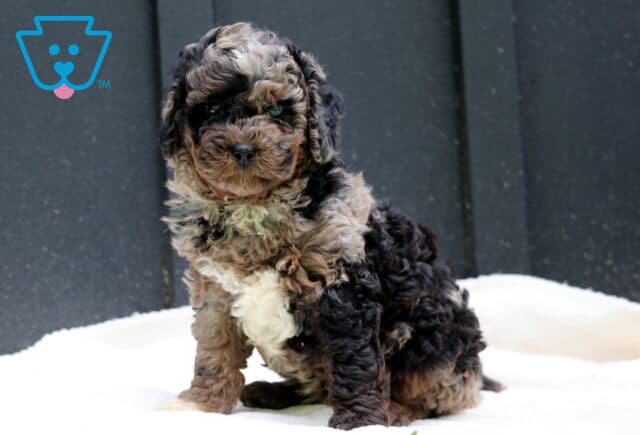 Willy Cavapoo image