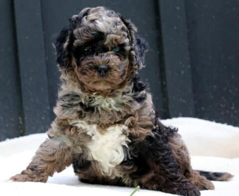 Willy Cavapoo2