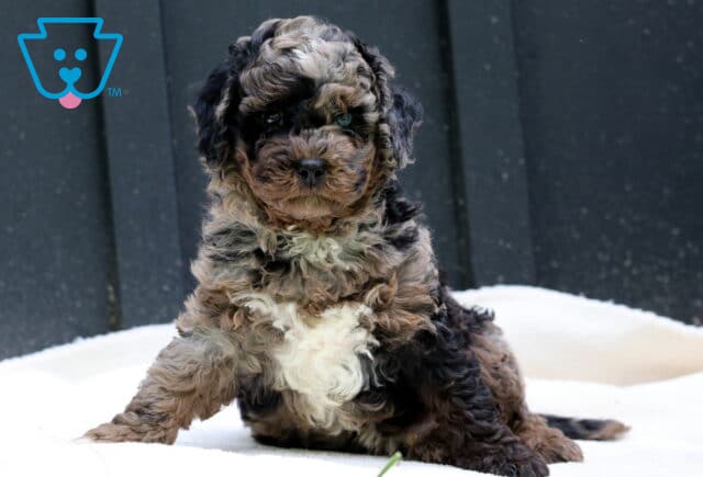 Willy Cavapoo2 image