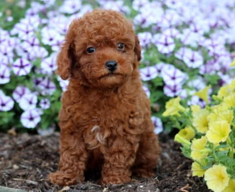 Curly-coated red Toy Poodle puppy sitting in a flower bed with yellow and purple blossoms in the background.