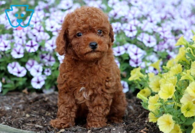 Curly-coated red Toy Poodle puppy sitting in a flower bed with yellow and purple blossoms in the background. image