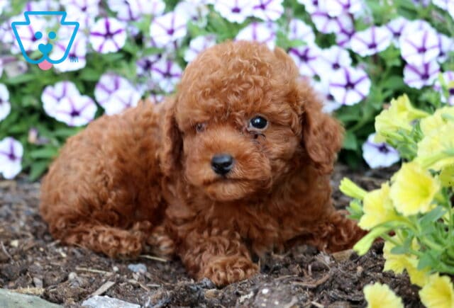 Sweet red Toy Poodle puppy with curly fur laying in garden soil beside bright yellow and purple flowers. image