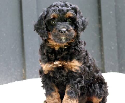 Winnie Cavapoo