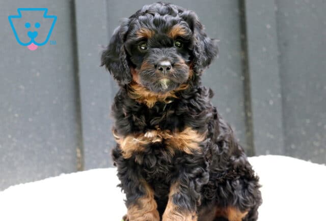 Winnie Cavapoo image