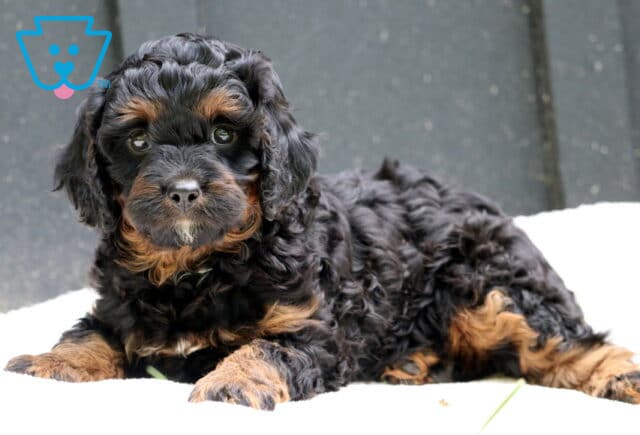 Winnie Cavapoo2 image