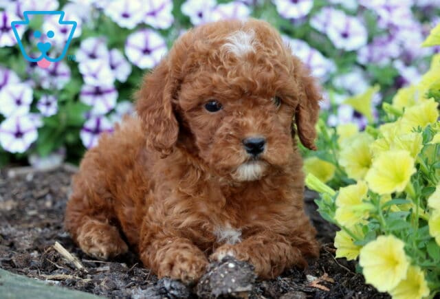 Adorable red Toy Poodle puppy with a small white patch on its head and chest lying in the garden beside yellow petunias and purple flowers. image