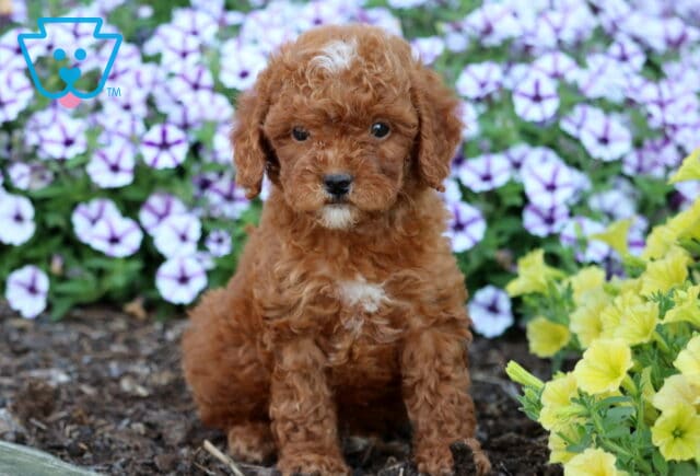 Fluffy red Toy Poodle puppy with a white patch on its head and chest sitting in a flower bed surrounded by purple and yellow blooms. image
