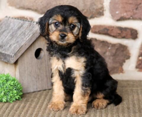 AJ Cavapoo