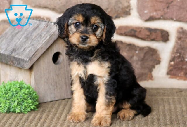 AJ Cavapoo image