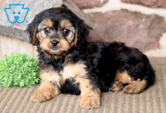 AJ Cavapoo2 image