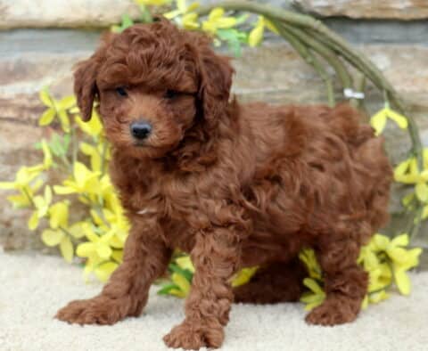 Adam Mini Poodle Adam Mini Poodle