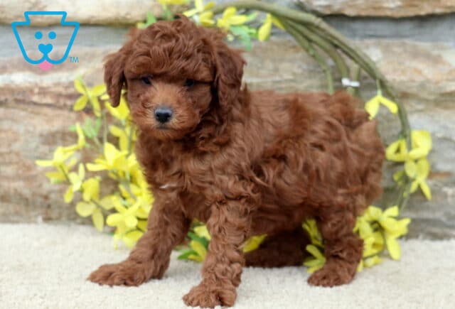 Adam Mini Poodle image