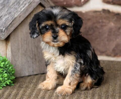 Addison Cavapoo