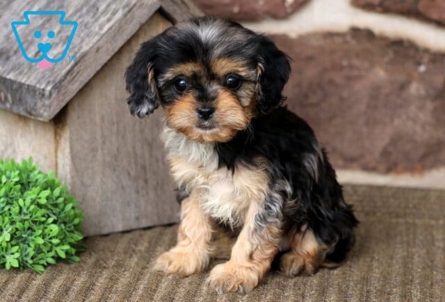 Addison Cavapoo image