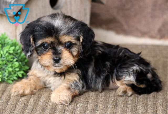Addison Cavapoo2 image