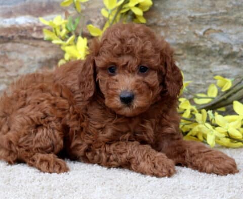 Aj Mini Poodle Aj Mini Poodle