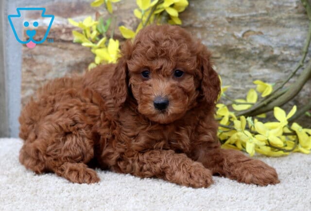 Aj Mini Poodle image