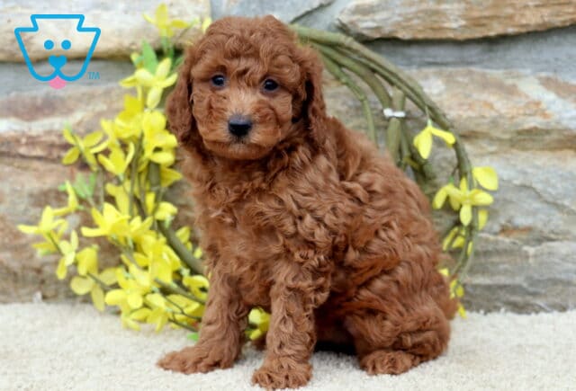 Aj Mini Poodle2 image