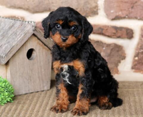 Alby Cavapoo