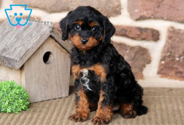 Alby Cavapoo image