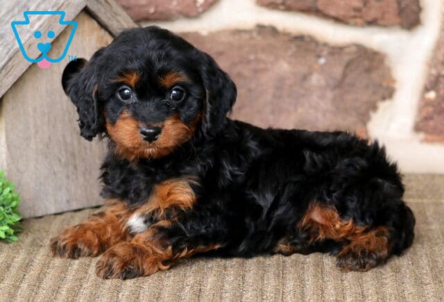 Alby Cavapoo2 image