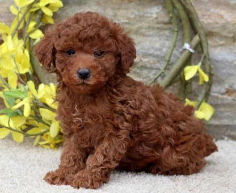 Andy Mini Poodle Andy Mini Poodle