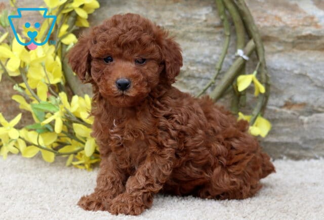 Andy Mini Poodle image