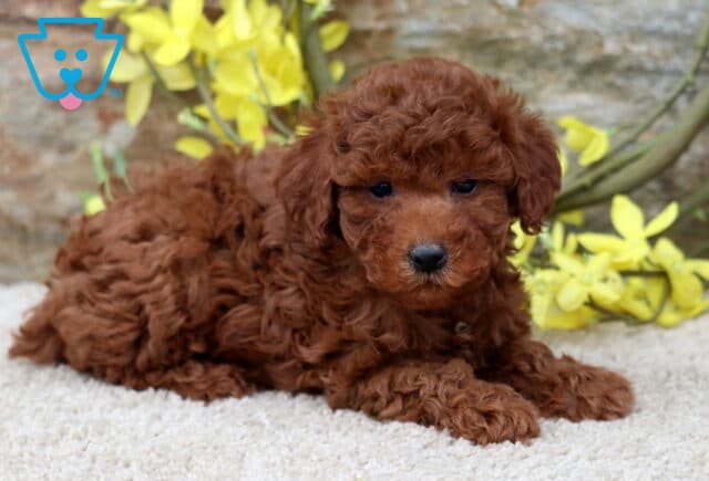 Andy Mini Poodle2 image