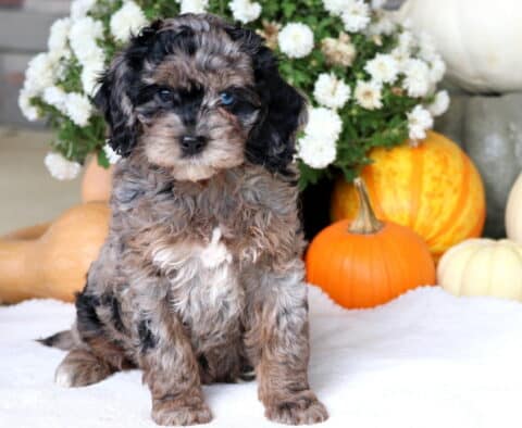 Annie Cockapoo