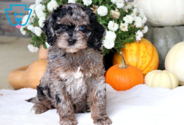 Annie Cockapoo image