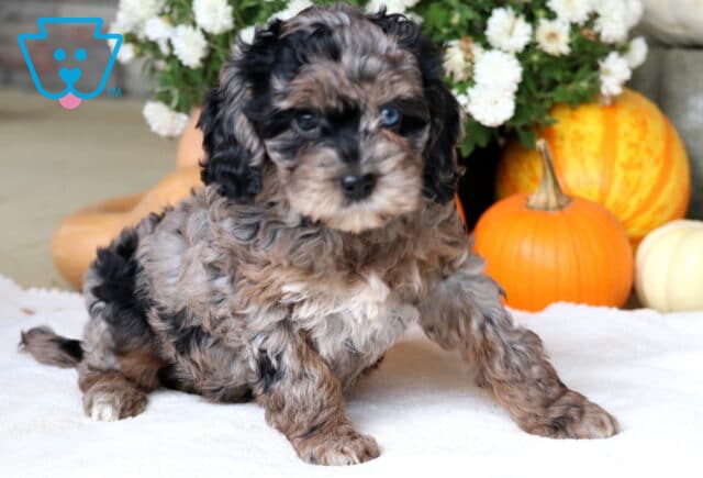 Annie Cockapoo2 image