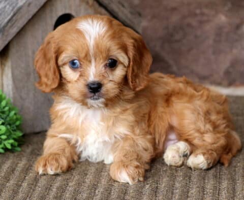 Archie Cavapoo