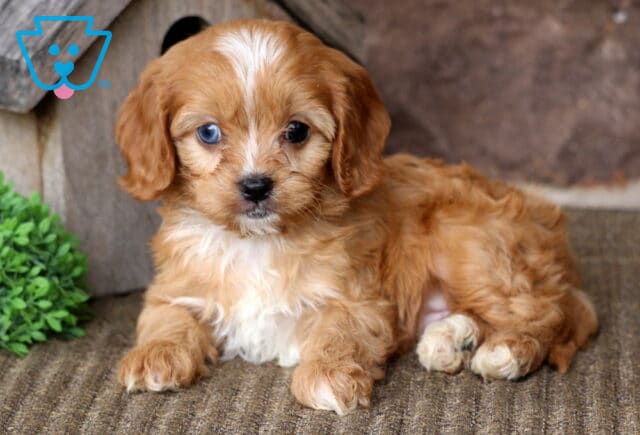 Archie Cavapoo image