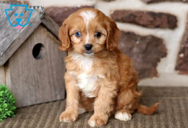 Archie Cavapoo2 image