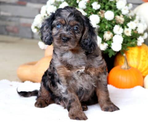 Arnie Cockapoo