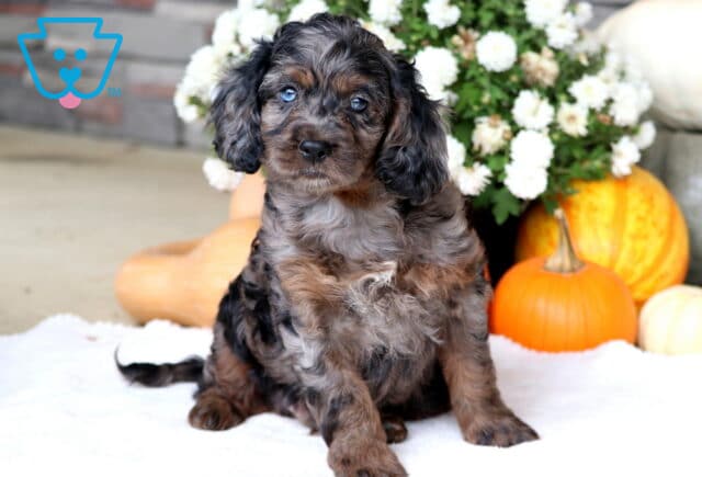 Arnie Cockapoo image