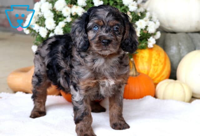 Arnie Cockapoo2 image