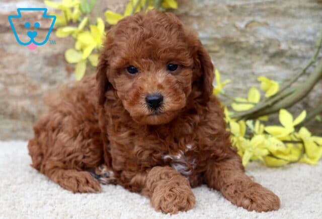 Ashton Mini Poodle image