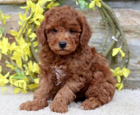 Ashton Mini Poodle2 Ashton Mini Poodle2