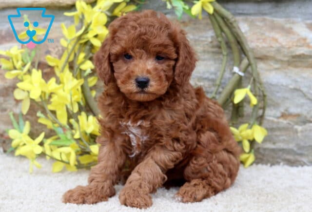 Ashton Mini Poodle2 image