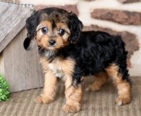 Asia Cavapoo