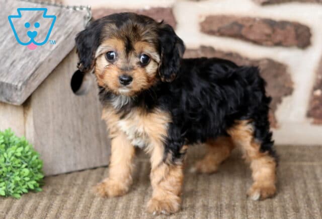Asia Cavapoo image