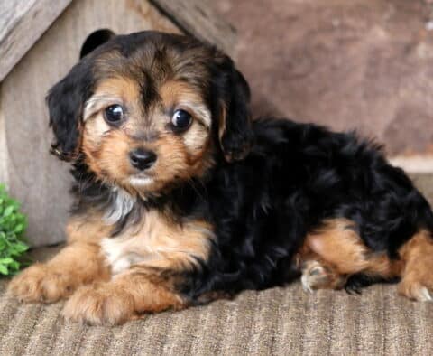 Adorable tri-color Cavapoo puppy with black, tan, and white markings lying beside a wooden birdhouse and greenery, gazing sweetly at the camera against a warm stone wall background.