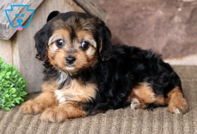 Asia Cavapoo2 image