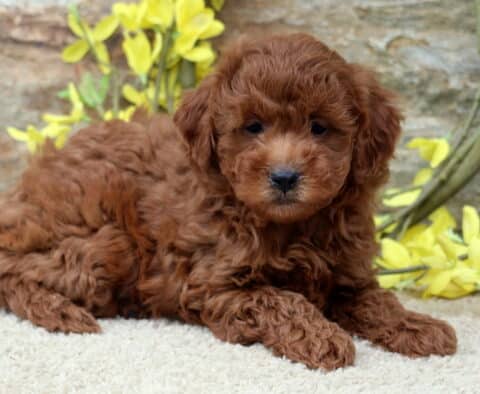 Asia Mini Poodle Asia Mini Poodle