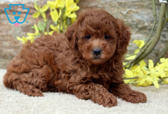 Asia Mini Poodle image