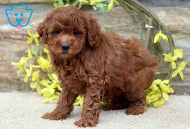 Asia Mini Poodle2 image